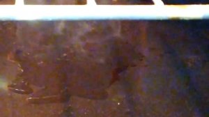 Рецепт мяса в банке в духовке в собственном соку