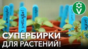 НЕУБИВАЕМЫЕ И БЕСПЛАТНЫЕ БИРКИ ДЛЯ САДА И ОГОРОДА. Как сделать бирки своими руками?