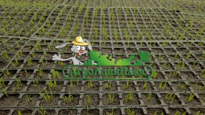 АгроЛайнПлюс - Начало высадки лука (2024)