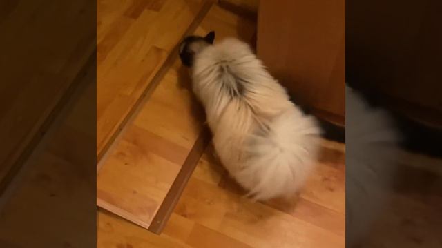 Мои пушистые 🐱🐶 любимки. 🫶 Кот и шпицуля. Их отношения.