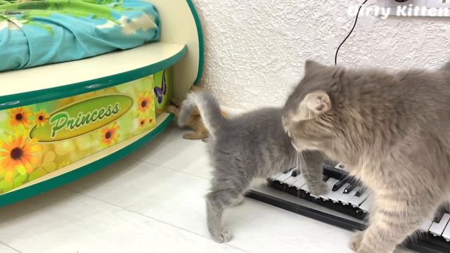 Where is Blackie? Teddy and adopted ginger kitty🐈 play together смотреть онлайн