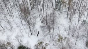 охота с лайкой на лося с квадрокоптера