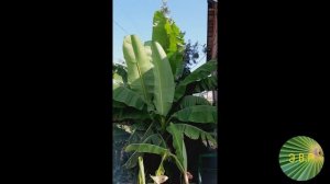 Банан японский (Músa básjoo) от начала до конца...