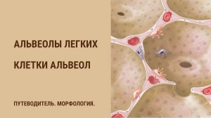 Альвеолы легких. Клетки альвеолы