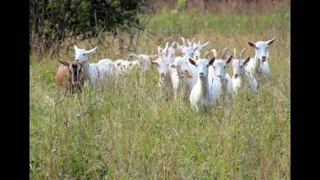 Зеленый покров земли Кормовые растения смотреть онлайн