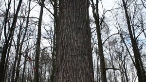 "Дуб Пугачева" в Марий Эл