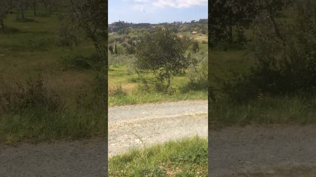 Goats right of way in Casale Marittimo, Italy