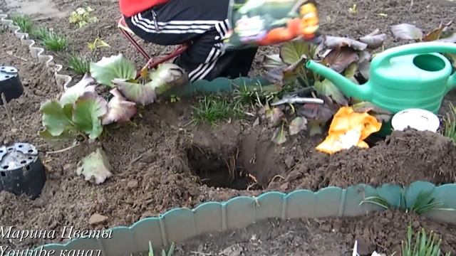 ПОСАДКА ПОЛИАНТОВОЙ РОЗЫ. Когда и как правильно сажать розы. Выращивание, уход, удобрение роз смотреть онлайн