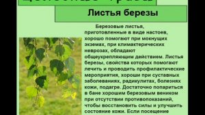 Листья березы