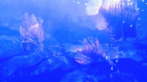 Рыба с человеческим лицом и рыбка-бабочка