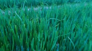 Выращивание Зелёного Лука Зимой "НОВЫЙ ГОД"