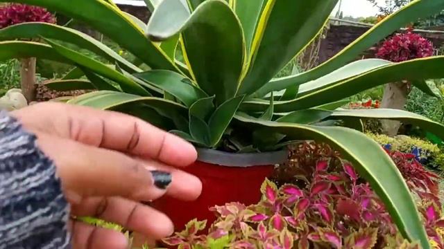 AGAVE PLANT my garden centre point beauty // Full care tips