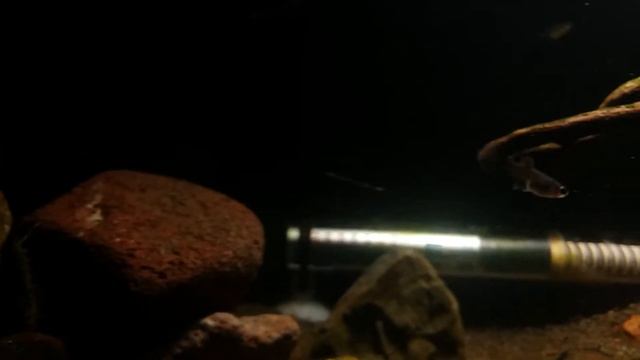 Lepiste Ve Karides Biyotopu | Guppy And Shrimp Biotope - Aquarium II смотреть онлайн