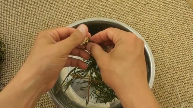 Богульник - сушка, хранение и дозировка. Мой опыт смотреть онлайн