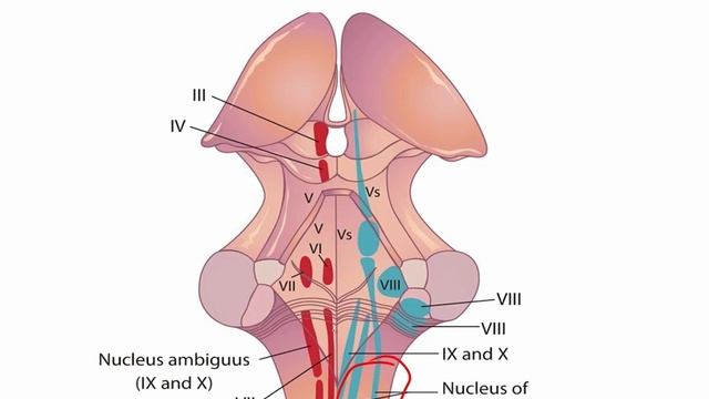 USMLE RX - 9.Неврология и спец.чувства - 1.Анат,физо - 41.Ядра блуждающего нерва