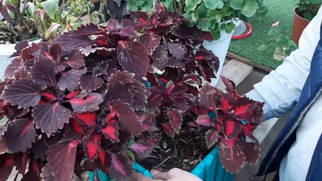 ЗАНЕС ЦВЕТЫ В ТЕПЛИЦУ И ОБАЛДЕЛ ОТ ТАКОЙ КРАСОТЫ смотреть онлайн