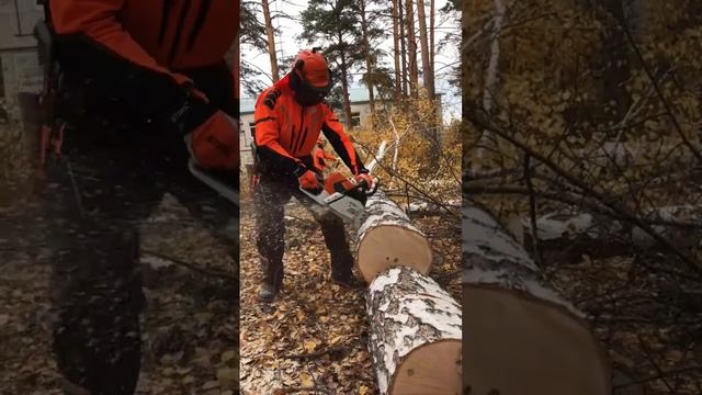 #ms661c #stihl #chainsaw #arboristlife #logger #stihlpower #бензопила