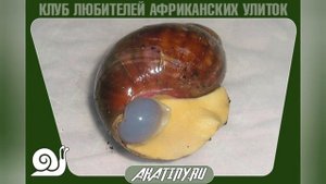 6 основных болезней улиток и как их лечить | Ахатины и архахатины
