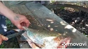 Мастер класс от Эдика???солит балык из толстолобика?