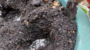 Как ПОСАДИТЬ ГЕОРГИНЫ в Горшки! Посадка с Трюком! Клубни вегетативных георгин РЕЗУЛЬТАТ #dahlia