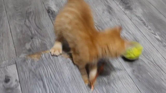 Самый любимый угол в доме РЫЖИЙ КОТ ЛЁВА смотреть онлайн