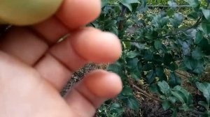 Плодоношения карликового подвоя М9