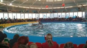 Танец дельфина с тренером...