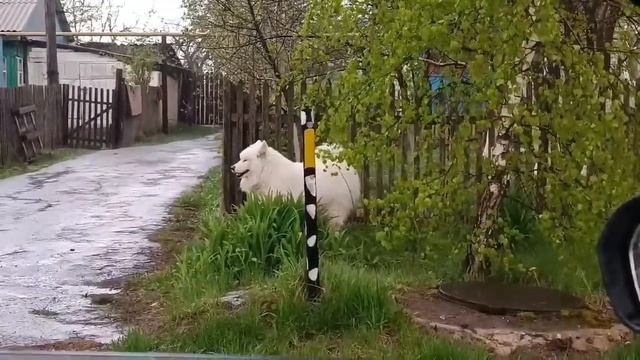 Готовим сырники в беседке с Дашей! Очень вкусно и просто! смотреть онлайн