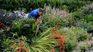 How to remove a flopping crocosmia in august
