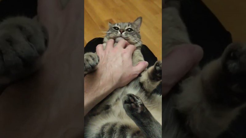 ДЕТСКОЕ ВИДЕО КОТИКА КУЗИ #shorts