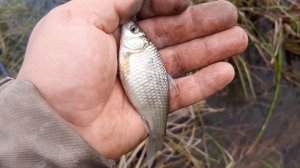 КАРАСЬ В ОКТЯБРЕ НА ПОПЛАВОК!!!