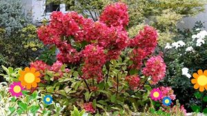 Гортензия метельчатая Вимс Рэд. Краткий обзор, описание характеристик hydrangea paniculata Wim’s Re