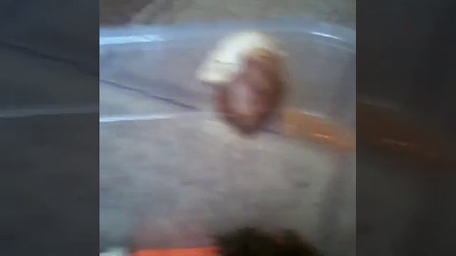 Мои домашние животные 2 смотреть онлайн