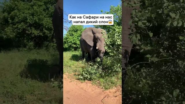Обделались мы знатно тогда?? #сафари #африка