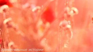Придя домой, Катя случайно услышала разговор по телефону свекрови и бывшей невесты мужа...