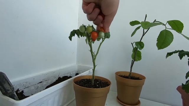 ФЛОРИДА ПЕТИТ, ПИНОККИО / ТОМАТЫ НА БАЛКОНЕ / УРОЖАЙ НА САЛАТ смотреть онлайн