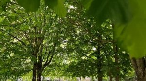 На семейном юбилее мужу прислали фотографии жены с другим мужчиной. Виктор решил проследить и...