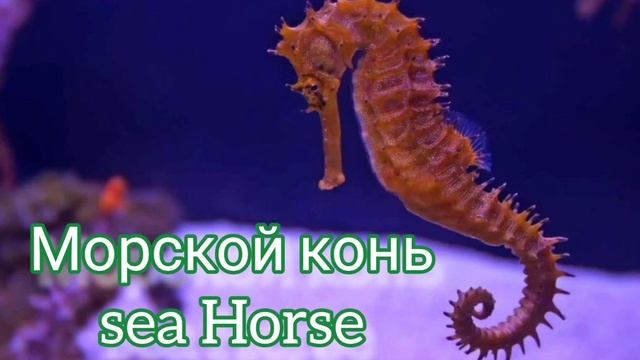 ОБИТАТЕЛИ ВОДНОЙ СРЕДЫ! Развивающее видео для детей.ДОМАНА. смотреть онлайн