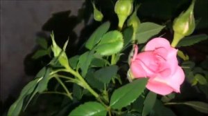 ЧТО ДЕЛАТЬ ЕСЛИ РОЗА НЕ ЦВЕТЕТ