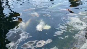 СМУГЛАЯ КРАСОТОЧКА! Вот как выглядит жена актрера - Каан Ур­ганд­жи­ог­лу - сериал Черная Любовь