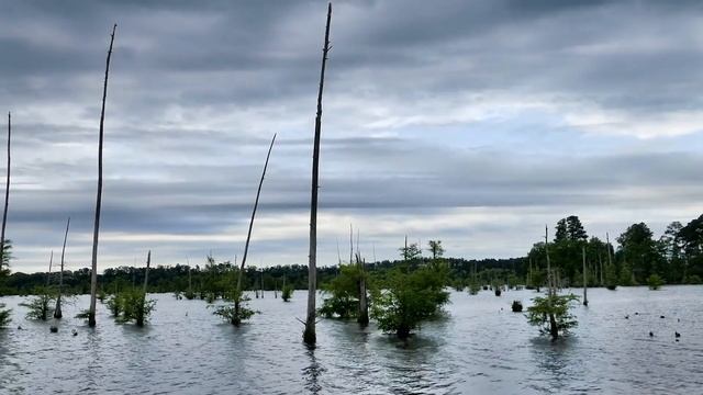 АЛАБАЙ бросился на МАТЁРОГО волка, защищая своего хозяина от страшного зверя смотреть онлайн