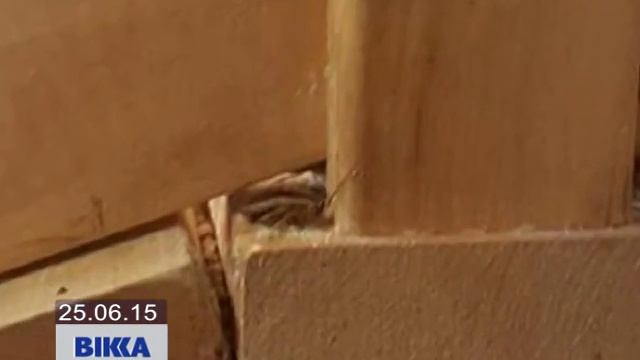 У супермаркеті таргани живуть по сусідству з товарами на полицях смотреть онлайн