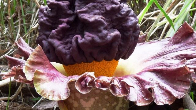 Гриб и цветок с запахом тухлого мяса: Где можно найти самые странные растения смотреть онлайн