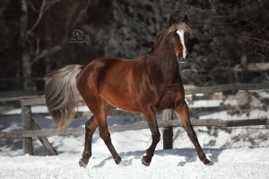 Овация вышла гулять.