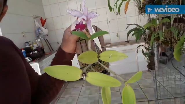 Dicas de Cultivo de Orquídeas 311 смотреть онлайн