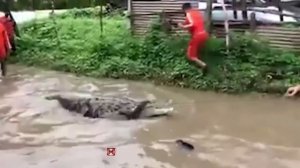 Они Пожалели, что Сделали Это! Случаи с Животными Снятые на Камеру