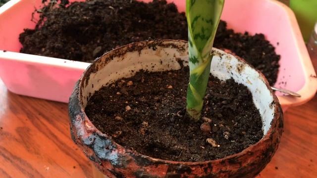 841. Что я привезла с Америки: герань, сансевиерию и плющ. ??✌ смотреть онлайн