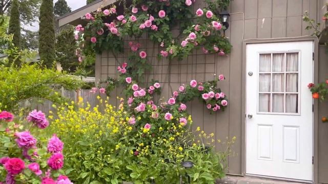 GERTRUDE JEKYLL English Climbing Rose Bred By David Austin ( After 2 years) смотреть онлайн