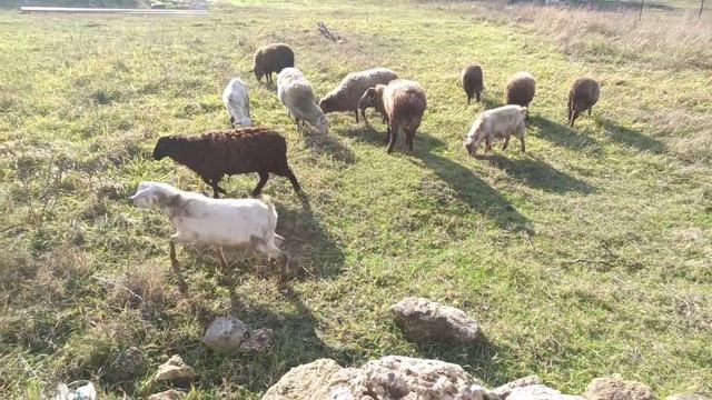 Эффективнее вести целое стадо овец. Овцы бегут домой сами!!!!! Овцы и бараны