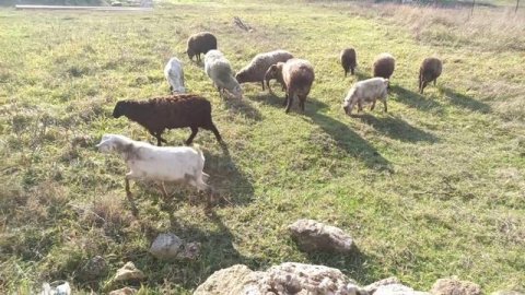 Эффективнее вести целое стадо овец. Овцы бегут домой сами!!!!! Овцы и бараны